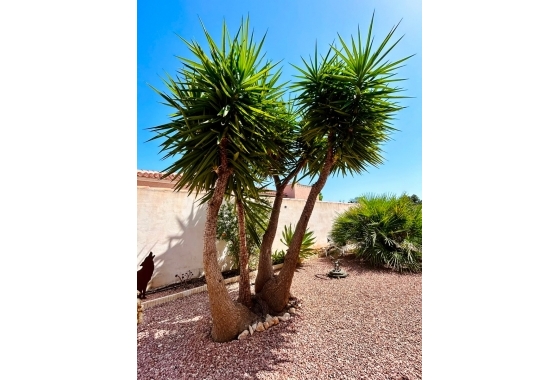 Återförsäljning - Villa - Torrevieja - Costa Blanca