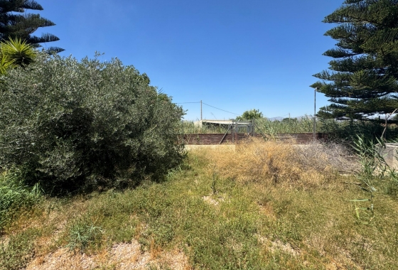 Resale - Finca - Dolores - Comunidad Valenciana