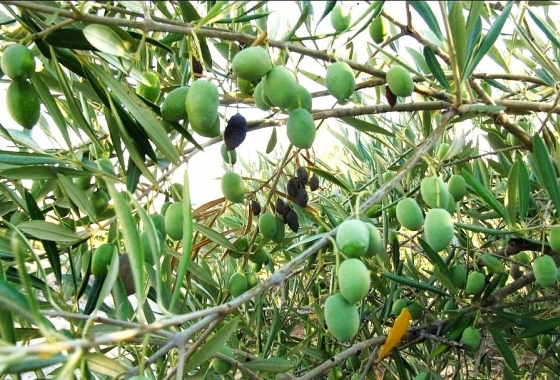 Перепродажа - Finca - Gea Y Truyols - Inland