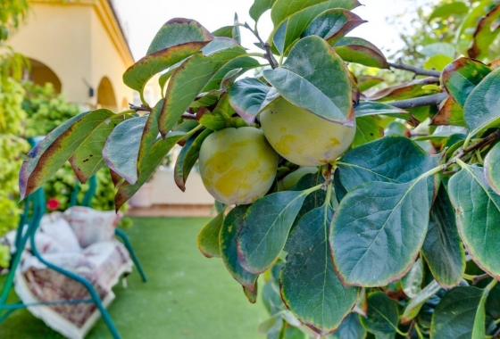 Resale - Villa - Orihuela Costa - Lomas De Cabo Roig